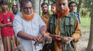 মাগুরায় মেছো বাঘের দুটি বাচ্চা বনে অবমুক্ত