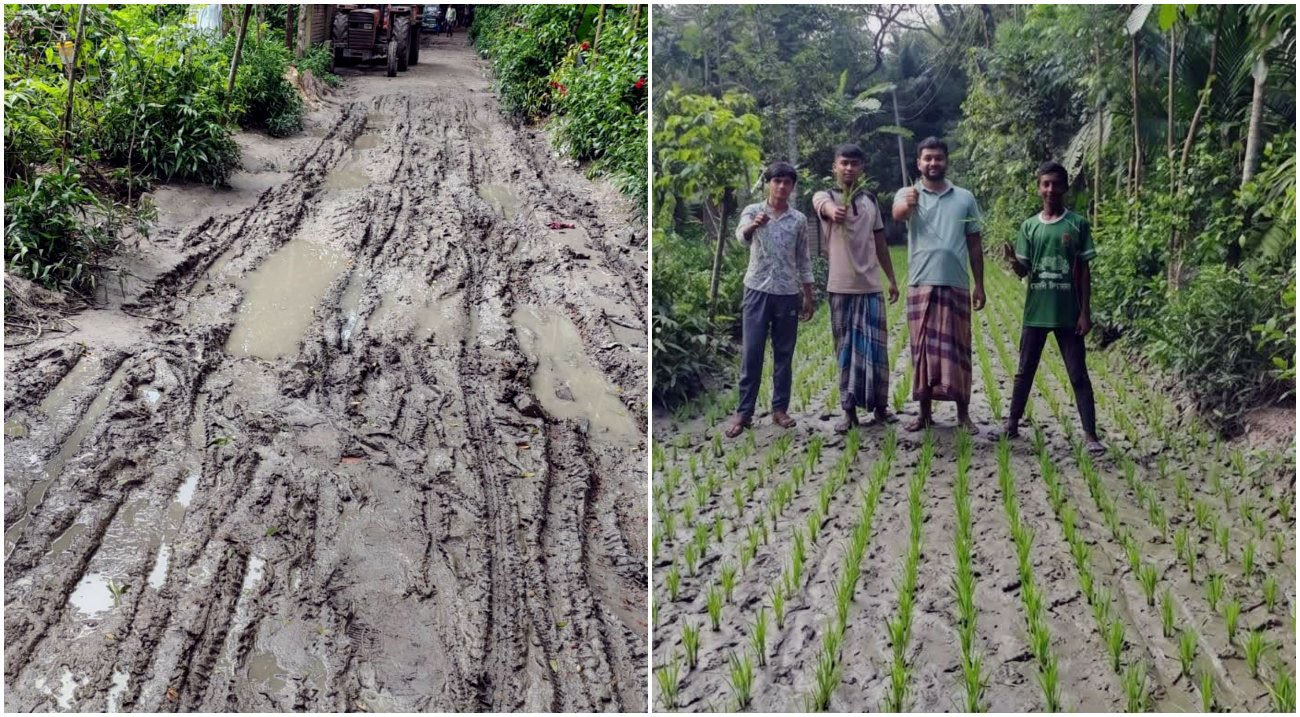 কাদাযুক্ত সড়কে ধানের চারা রোপণ করে প্রতিবাদ