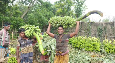 জিআই স্বীকৃতিপ্রাপ্ত মেহেরসাগর কলার দাপট, প্রতিদিন কোটি টাকার বেচাকেনা