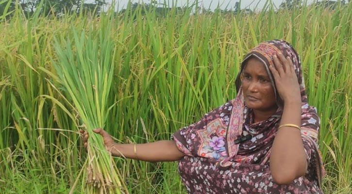 হাইব্রিড ধানের ফলন বিপর্যয়ে চাঁদপুরে কৃষকের মাথায় হাত