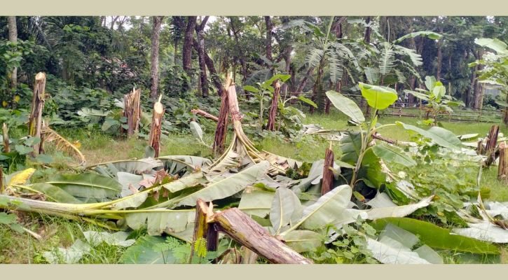 গৌরনদীতে রাতের আধারে ৮০টি কলাগাছ কেটে ফেলার অভিযোগ