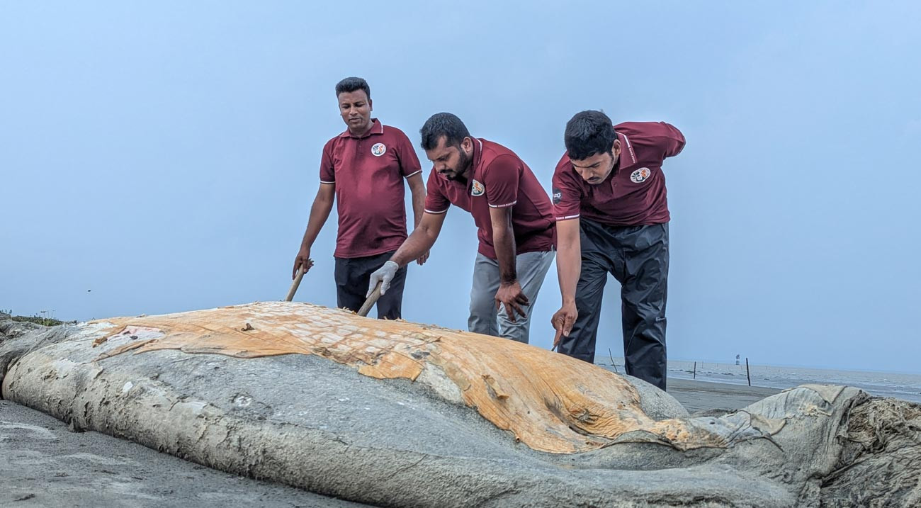 আবারও কুয়াকাটা সৈকতে মৃত তিমি