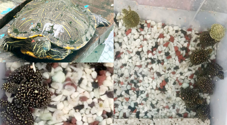 প্রথমবারের জল কচ্ছপের বাচ্চা ফুটল ঢাকা চিড়িয়াখানায়