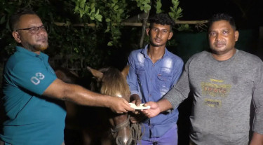 অন্ধ ঘোড়াকে আশ্রয় দিয়ে লালন-পালন, উৎসাহ দিতে তারেক রহমানের পক্ষে আর্থিক সহায়তা