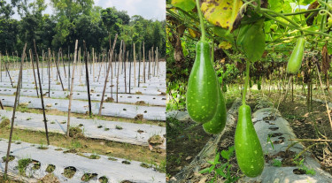 কম খরচে বেশি ফলন, শিবচরে সবজি চাষে জনপ্রিয় হয়ে উঠছে মালচিং পদ্ধতি