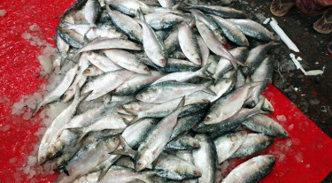 আগের মতো ইলিশ ওঠে না জালে, দেনায় ডুবছেন জেলেরা