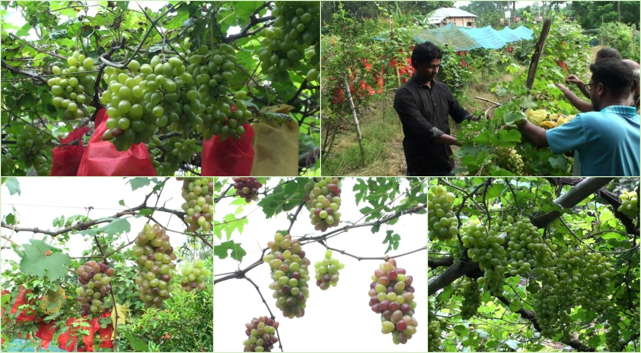 নাটোরে আধুনিক ব্যাগিং পদ্ধতিতে আঙুর চাষে সাফল্য
