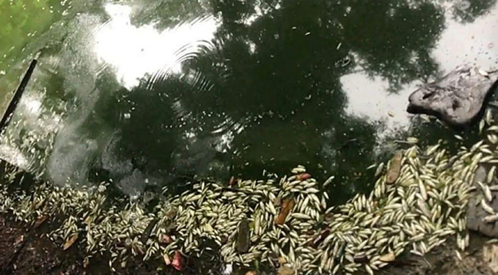দুর্বৃত্তের ছিটানো বিষে ভেসে গেল মাছ চাষির স্বপ্ন