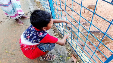 চিড়িয়াখানায় মশার উপদ্রব, বিপাকে দর্শনার্থীরা