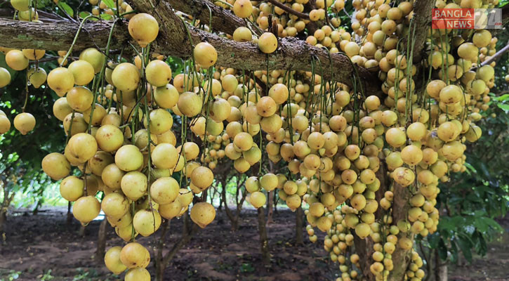 ব্রাহ্মণবাড়িয়ায় ২ কোটি টাকার লটকন বিক্রির আশা চাষিদের