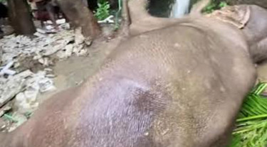 টানা বৃষ্টিতে পাহাড় থেকে পড়ে আহত বন্যহাতি, চলছে চিকিৎসা