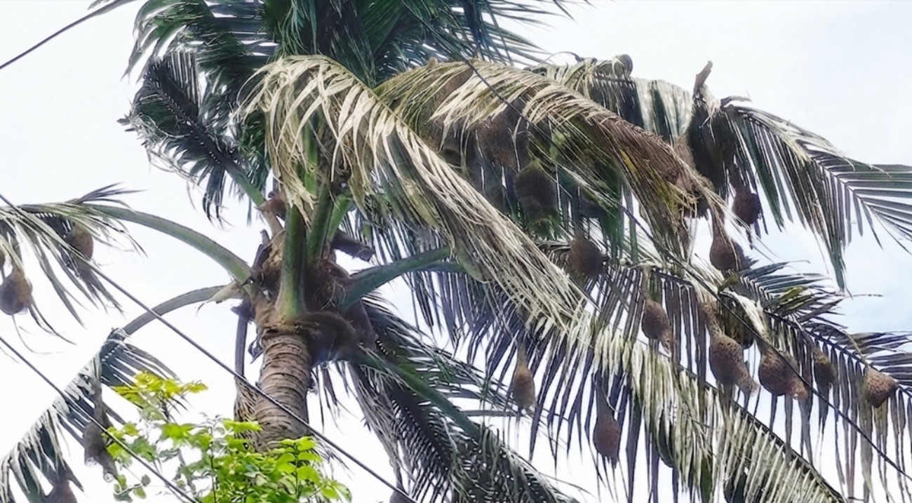 ফিরছে বাবুই, ঠিকানা বদলে এখন নারিকেল গাছে!