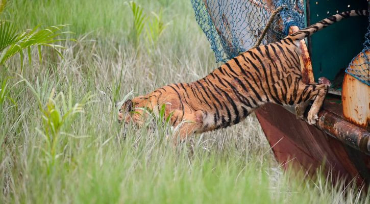 চিকিৎসা শেষে সুস্থ হয়ে সুন্দরবনে ফিরলো সেই বাঘিনী