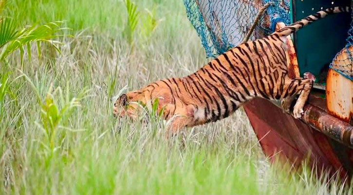 সুন্দরবনে ফিরলো শিকারীর ফাঁদে আটকে পরা সেই বাঘিনী