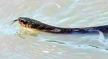বন্যায় সাপের উপদ্রব, কামড়ে আহত ৭৫