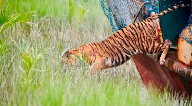 সুন্দরবনে ফিরলো শিকারীর ফাঁদে আটকে পরা সেই বাঘিনী