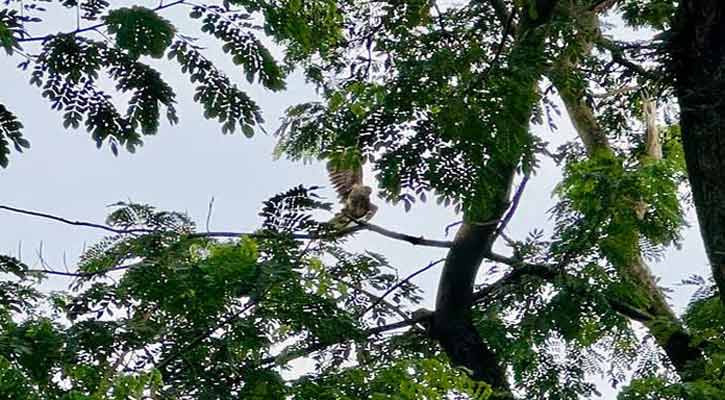 নিশ্চিত মৃত্যুর হাত থেকে রক্ষা পেল ‘ভুবন চিল’