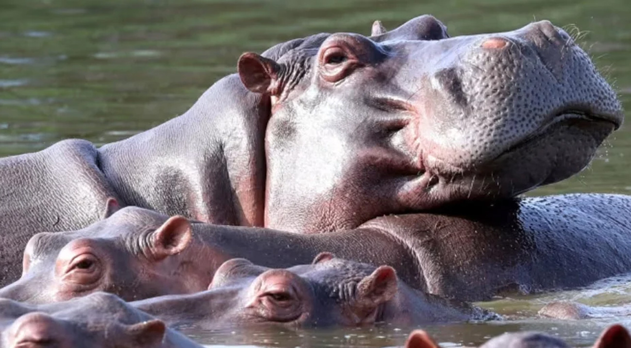 জলহস্তী