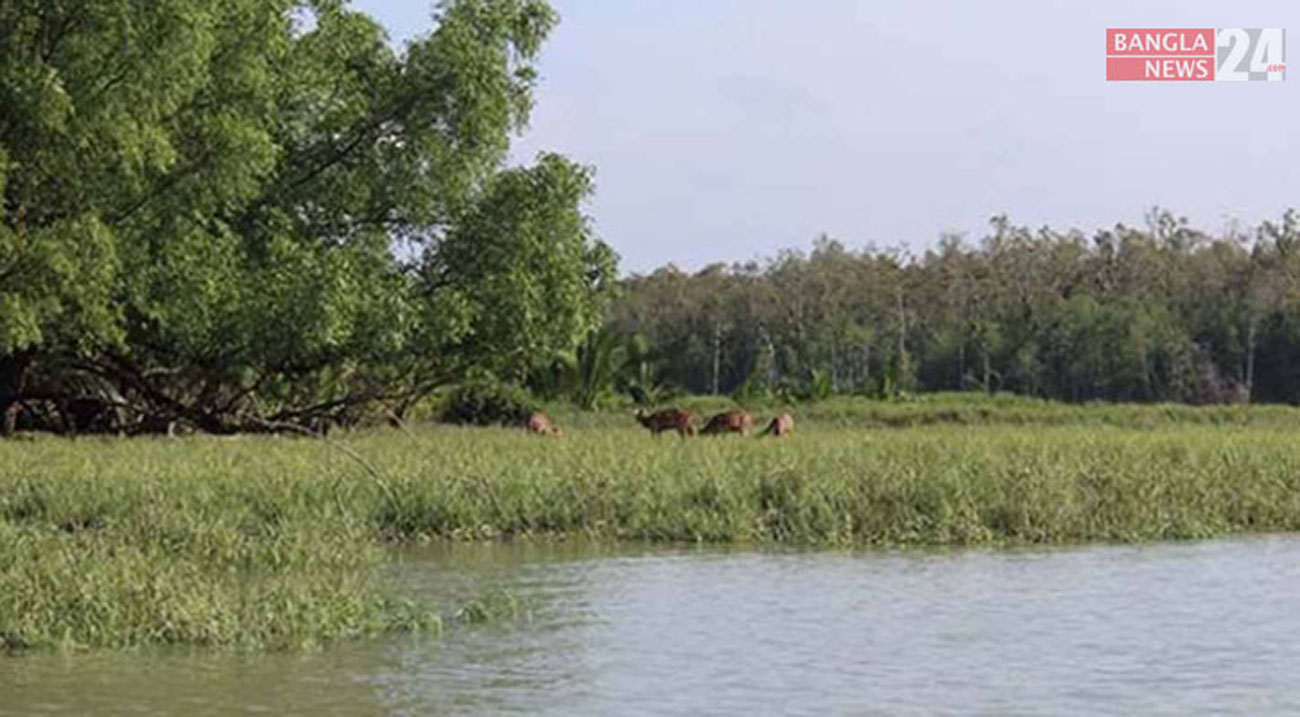 সুন্দরবন