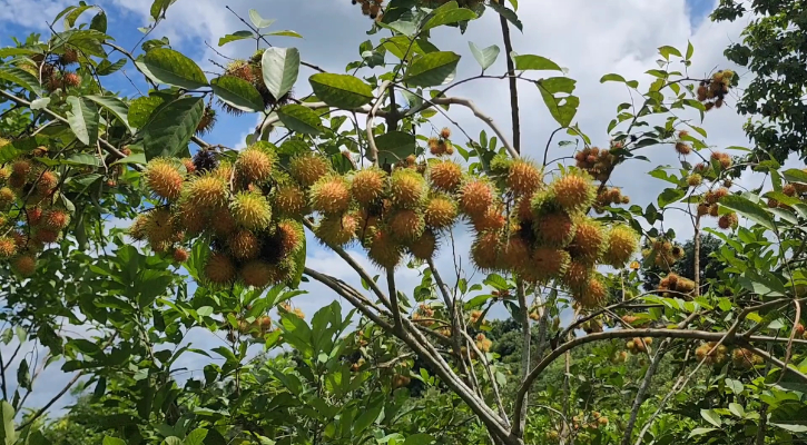 পাহাড়ের মাটিতে রাম্বুটান/ছবি: বাংলানিউজ